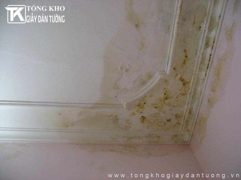 Tường ẩm có dán được giấy dán tường không? Cách xử lý chuẩn 2 Nước mưa thẩm thấu vào trong tường gây nên hiện tượng ẩm mốc